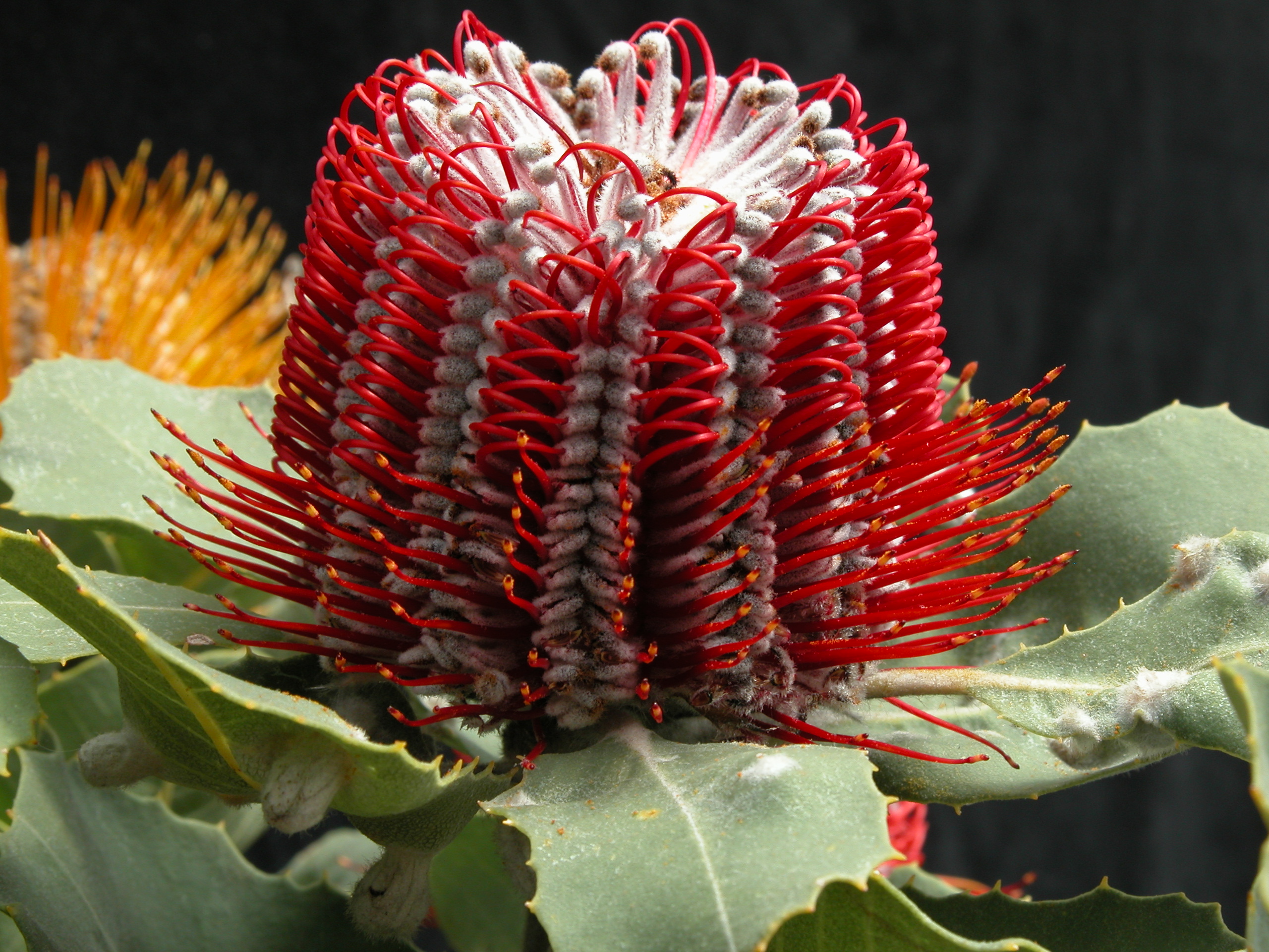 Растения австралии. Банксия coccinea. Банксия (Banksia). Банксия эндемик Австралии. Растения Австралии Банксия.