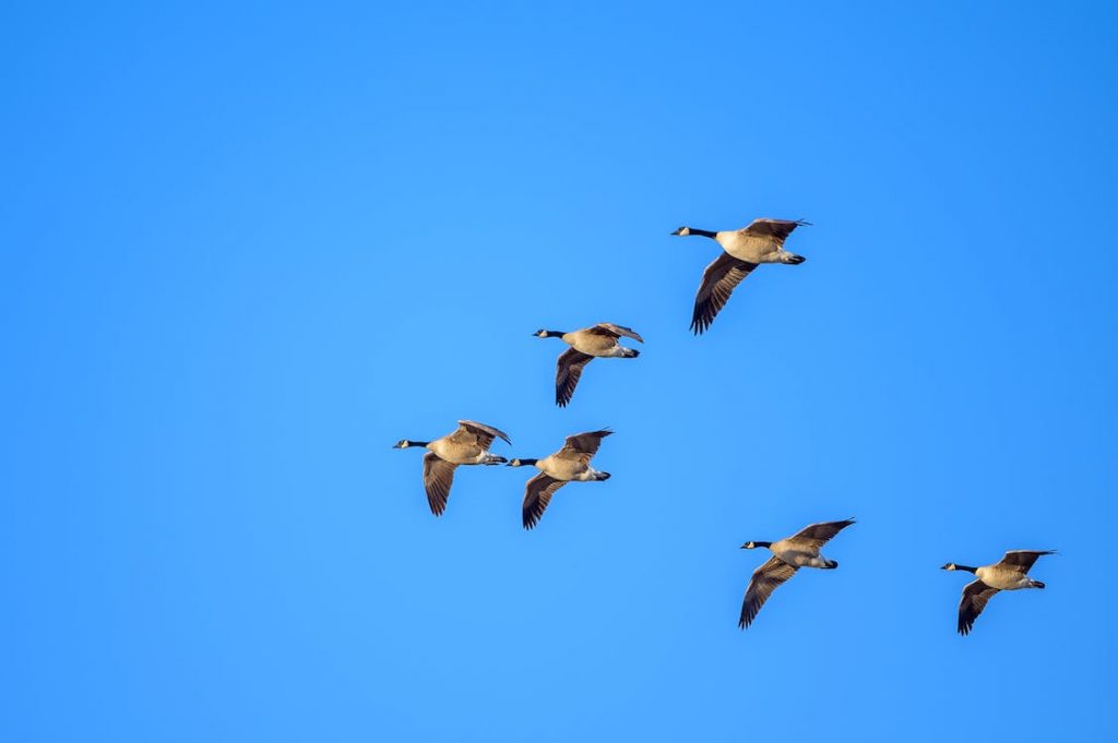Things That Can Fly